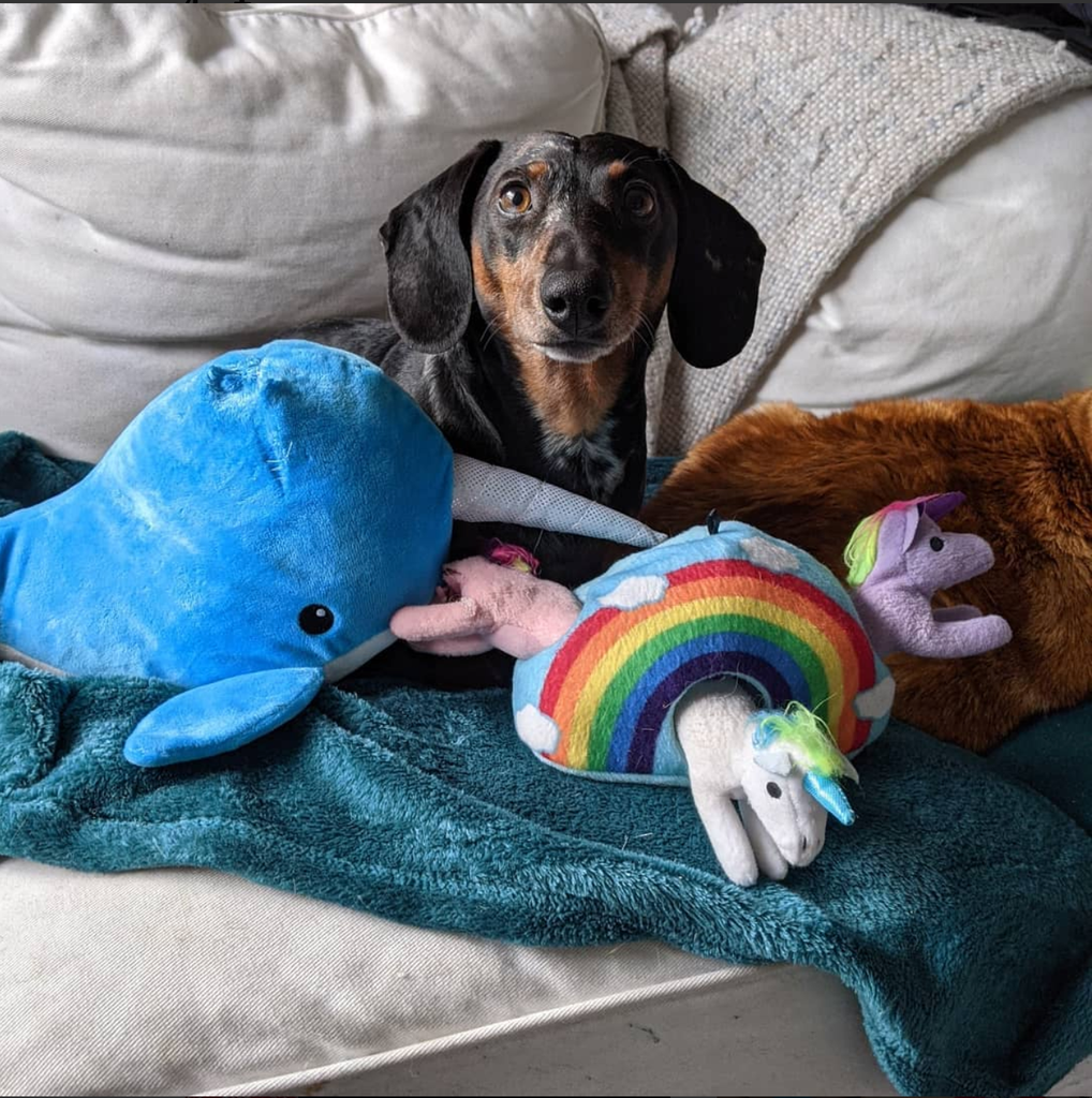 Rainbow Unicorn Hide & Seek Dog Toy