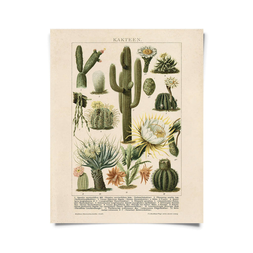 Vintage Botanical Cactus Kakteen 2 Print w/ optional frame
